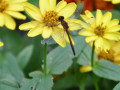 27-Dragonfly-Meehan