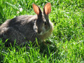 29-Rabbit-Meehan