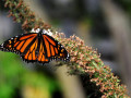 3-Monarch-Buddlea-Cleland