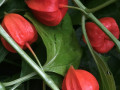 30-Chinese-Lanterns-Munchez-V