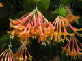 31-Honeysuckle-Munchez-V