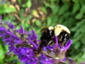 33-Salvia-Bumblebee-Munchez-V