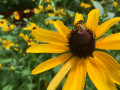34-Yellow-Coneflower-Bee-Munchez-V