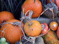 35-Autumn-Harvest-OHayer-K