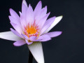 39-Water-Lily-OHayer-K