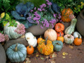 40-Fall-Vegetable-Tableau-Paulson