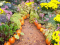 41-Fall-Vegetables-Paulson