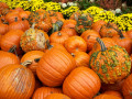 42-Pumpkins-Paulson