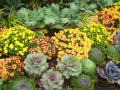 43-Rain-Vegetables-Flowers-Paulson