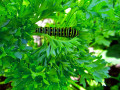 47-Parsely-Caterpillar-Black-Swallowtail-Plasz