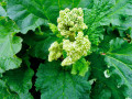 48-Rhubarb-with-Flower-Plasz-A