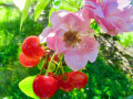 49-Shrub-Rose-Lillian-Gibson-Meteor-Sour-Cherry-tree-Plasz-A