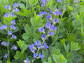 50-Baptisia-Plasz-S