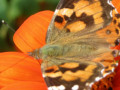 52-Painted-lady-Mexican-Sunflower-Plasz-S