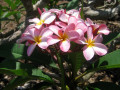 56-Plumeria-Thompson-B