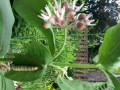 57-Monarch-caterpillar-Valente-T