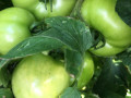 59-Green-Tomatoes-van-der-Wagt-J