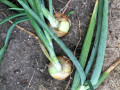 60-Onions-van-der-Wagt-J