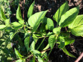 63-Jalapeno-Zimmerman