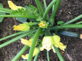 67-Zucchini-Zimmerman