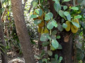8-Jackfruit-S-Deodhar