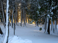 1-Afternoon-Trees