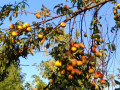 12-Peaches