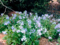 13-Bluebells