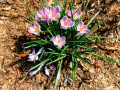 14-Crocus