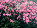 15-Pink-Azelea
