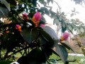 16-Rhododendron
