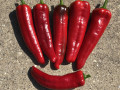 18-Carmen-Pepper-Emoji