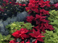 19-Garfield-Park-Conservatory-at-Christmas