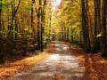 2-Boyers-Bluff-Trees