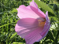 20-Swamp-Rose-Mallow