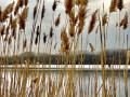 21-Pampas-Grass