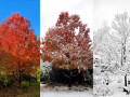 22-Autumn-Blaze-Maple