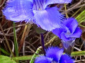 23-Fringed-Prairie-Gentian