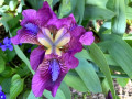 24-Purple-Iris