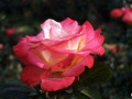 25-Double-Delight-Rose-Lynn-Arthur-Rose-Garden