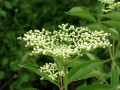 26-Elderberry-in-Bud-Middlefork-Savanna