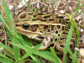 28-Northern-Leopard-Frog-Hosah-Par