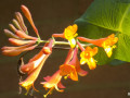 29-Coral-Honeysuckle