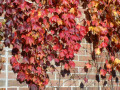 30-Library-Wall-Ivy
