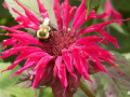 31-Red-Hot-Beebalm
