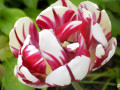 32-Tulip-Time