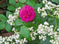 35-Rose-de-Rescht-OGR-America-Quinine