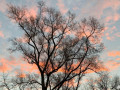 37-Backyard-Sunset