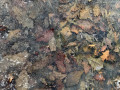 38-Frozen-Leaves