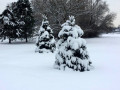 40-Snowy-Evergreens